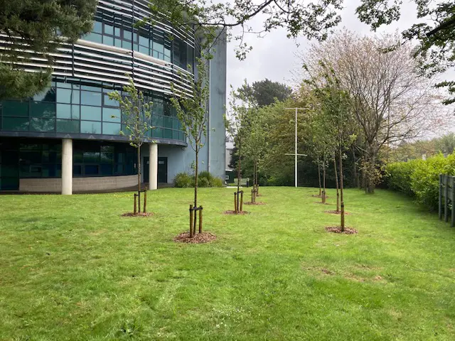 Trees planted at the Royal Cornwall Hospital