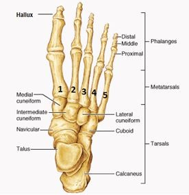 Diagram of bones in the human foot